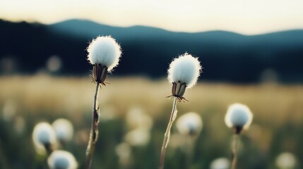 Poster - Two fluffy white seed heads on slender stems stand tall against a softly blurred mountain backdrop at sunset, bathed in warm golden light. : Generative AI