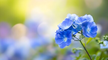 Aufkleber - Close-up of vibrant blue hydrangea blossoms, delicate petals, soft focus background, nature photography, spring bloom, floral beauty, garden scene, peaceful serenity. : Generative AI