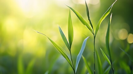 Poster - Close-up view of vibrant green blades of grass illuminated by sunlight, creating a serene and peaceful nature scene. : Generative AI
