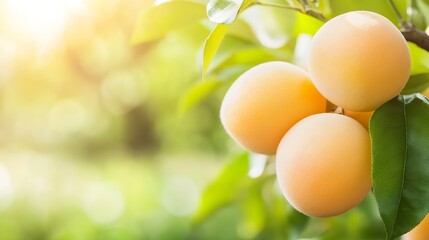 Aufkleber - Three ripe, golden plums hang from a branch, bathed in sunlight; lush green leaves surround the fruit, creating a vibrant summer orchard scene. : Generative AI