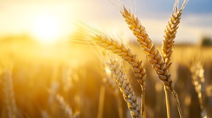Aufkleber - Golden wheat stalks bathed in the warm glow of a setting sun, showcasing the rich, ripe grains ready for harvest in a vast field. : Generative AI