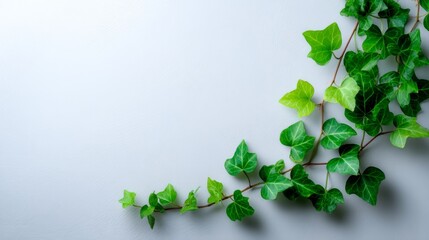 Aufkleber - Delicate ivy vines showcase lush green leaves arranged gracefully against a pure white background, highlighting their intricate details and natural beauty
