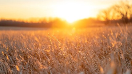 Poster - Golden hour sunlight illuminates tall grass in a field, creating a warm and peaceful atmosphere.  The sun sets behind a distant horizon, casting a beautiful glow. : Generative AI