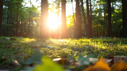 Fototapete - Golden sunlight filters through a forest canopy, illuminating a grassy forest floor scattered with fallen leaves at sunset. : Generative AI