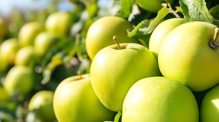 Aufkleber - Close-up view of ripe, green apples hanging on a tree branch, bathed in sunlight.  The apples are clustered together, showcasing their smooth skin and vibrant color. : Generative AI