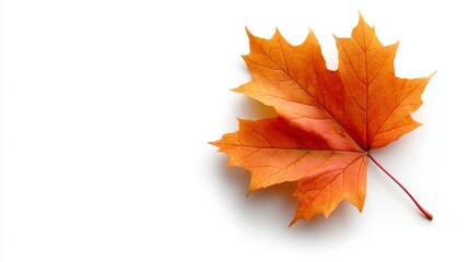 Leinwandbilder - A single branch with bright orange maple leaves captures the essence of autumn, offering a minimalist and elegant display ideal for various creative projects