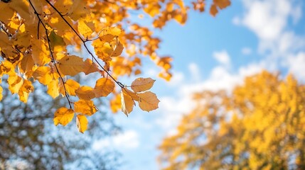 Aufkleber - Close-up of golden autumn leaves on a branch against a blurred background of blue sky and more yellow foliage, creating a tranquil autumnal scene. : Generative AI