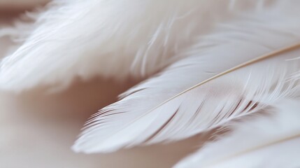 Leinwandbilder - Close-up view of delicate, white bird feathers, showcasing intricate details and soft, light texture.  The feathers are arranged in an overlapping pattern, creating a sense of calm and : Generative AI