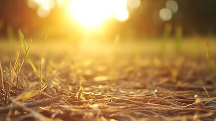 Poster - Close-up view of dry grass blades illuminated by warm sunset light, creating a golden, textured surface with young green shoots emerging. : Generative AI
