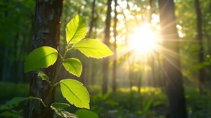Fototapete - Young sprout with vibrant green leaves basking in the warm sunlight of a sun-dappled forest, creating a serene and peaceful atmosphere. : Generative AI