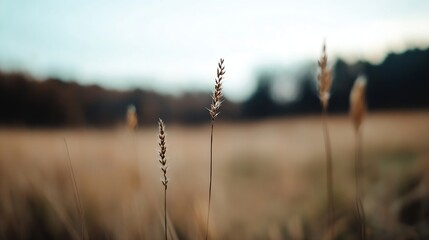 Poster - Tall grass stalks stand tall against a blurred autumnal landscape, showcasing delicate seed heads and a tranquil, muted color palette. : Generative AI