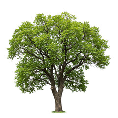 Common Walnut Tree Isolated on Transparent Background