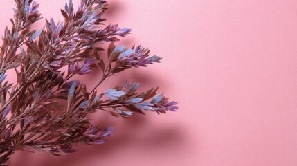 Poster - A composition featuring delicate lavender sprigs set against a soft pink background creates a calming and stylish floral design with ample copy space