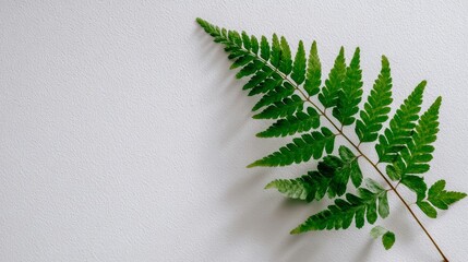 Aufkleber - A vibrant fern frond showcases delicate leaflets in soft natural light, complemented by an ivory backdrop that offers ample copy space for creative use