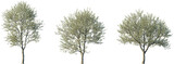 Set of Prunus avium (commonly called wild cherry, sweet cherry or gean) blossoming frontal street trees isolated png on a transparent background perfectly cutout