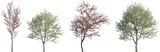 Set of Prunus pumila besseyi and Prunus avium blossoming frontal street trees isolated png on a transparent background perfectly cutout
