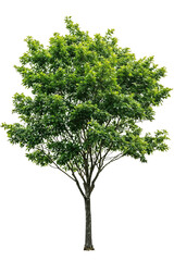Isolated green tree with slender trunk and symmetrical leafy canopy on transparent background, perfect for architectural renderings and landscape design visualizations