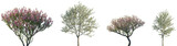 Set of Prunus persica and Prunus avium blossoming frontal street trees isolated png on a transparent background perfectly cutout