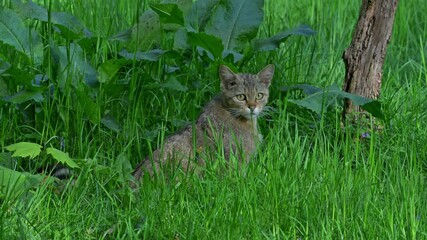 Wall Mural - European wildcat / wild cat (Felis silvestris silvestris) hunting in grassland / meadow