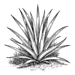 Wall Mural - agave plant on ground black and white outline line art drawing engraving illustration style
