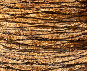 Detailed Texture of Palm Tree Bark. Closeup view of the textured patterned trunk of a tropical coconut palm tree. Close up of the tree trunk of a Date coconut Palm tree (Phoenix dactylifera)