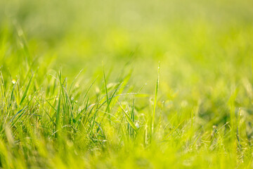 Wall Mural - wet summer green grass background