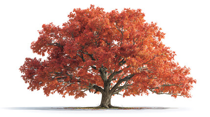 Poster - Northern red oak tree, quercus rubra, isolated