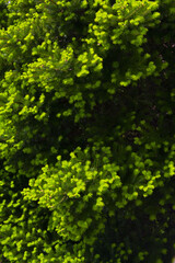 Canvas Print - this is a close-up of a fir tree.