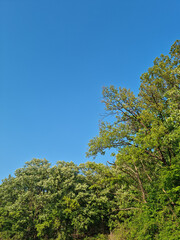 Canvas Print - it's blue sky and trees