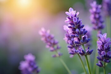 Wall Mural - Close-up of lavender flowers, vibrant purple, soft focus, natural, spa