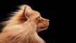 © Jeannaa - Profile of a fluffy, brown Pomeranian dog with windswept fur against a black background.