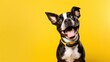 © SOEM - A black and white Boston Terrier dog with a yellow collar, sitting on a yellow background.