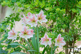 amaryllis