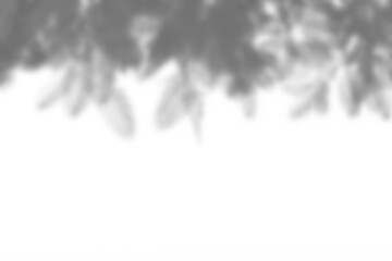 Fototapete - Branch and leaf shadow overlay creates natural effect with soft edges and organic shapes for creative design backgrounds. Mockup for spring summer product display design elements PNG