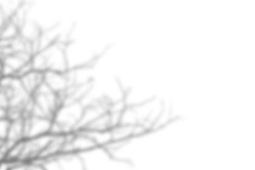 Fototapete - Branch and leaf shadow overlay creates soft natural effect with blurred edges for creative backgrounds and artistic design. Mockup for spring summer product display design elements PNG