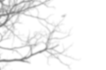 Fototapete - Branch and leaf shadow overlay creates dramatic effect with bold lines and soft edges for creative backgrounds or artistic design. Mockup for spring summer product display design elements PNG