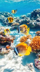Poster - Butterflyfish swimming among coral reef in clear turquoise water underwater view eye-level shot tropical ocean marine life