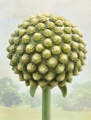 Poster - Close Up of Allium Flower Seed Head in Garden Setting with Soft Focus Background and Textured Surface