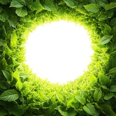 Poster - Fresh green leaves frame a bright white circle overhead shot ideal for backgrounds and design elements in nature themes