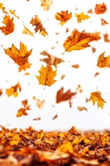 Poster - Autumn leaves falling on ground in a low angle view with a white background showcasing the vibrant colors of fall