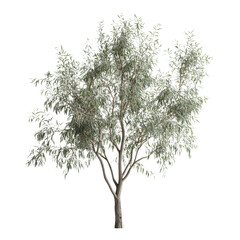 A solitary eucalyptus tree with shimmering silvery foliage against an infinite void, a symbol of resilience and serenity