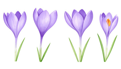 Wall Mural - Crocus flowers in various stages of bloom showcase their delicate purple petals and vibrant green leaves, symbolizing beauty of spring and renewal
