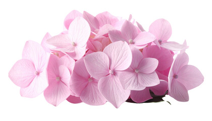 Wall Mural - beautiful pink hydrangea flowers create soft and delicate arrangement, perfect for adding touch of e