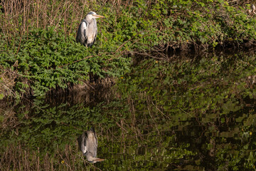 Aufkleber - A grey heron, Ardea cinerea, stands patiently at the edge of the water waiting for a fish to swim by. It is perfectly reflected in the still water and has space for text copy