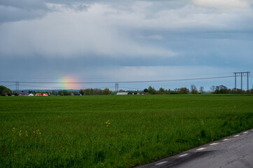 Wall Mural - Rainbow over green farm field in Skåne Sweden during blue hour in spring