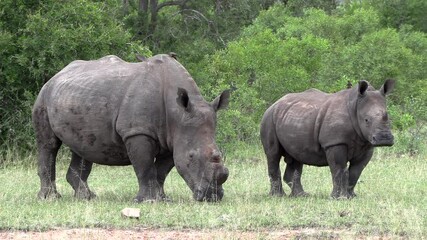 Wall Mural - Dehorned female white rhino with her calf in the Kruger National Park.