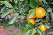 © Austockphoto - Organic mandarin orange tree