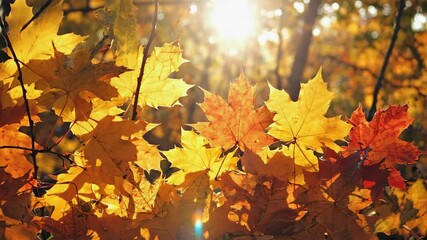 Wall Mural - vibrant fall leaves glistening in sunlight