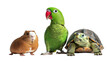 © Oleksii - Guinea pig parrot and turtle trio showing diversity in animal companionship and interaction