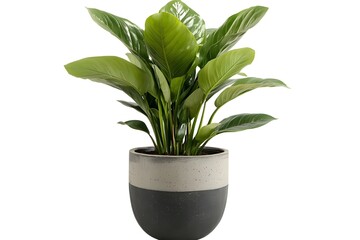 fresh leafy indoor plant in a modern pot with a natural touch that enhances the charm of your living